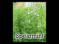 SCOD Organic Gardening Alternative Yard