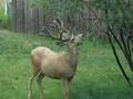 No deer, no!