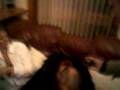 Nelson ... Wilmore and Wez terrorise Beaver!!!