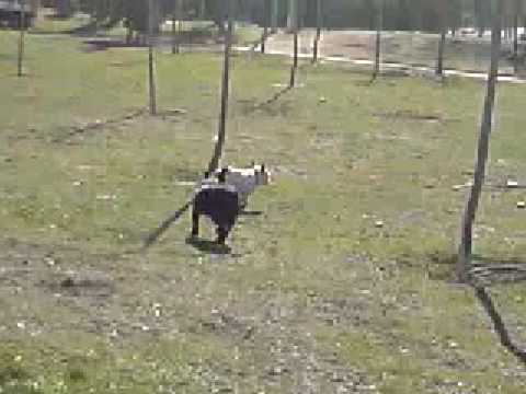 bulldogfrances