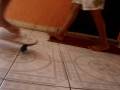 pinguin jackass.wmv