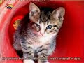 Poesjes Episode 6, Hay-Mow.  Subtitled!