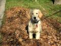 videos de Wrigley infatuation with Fall/Leaves