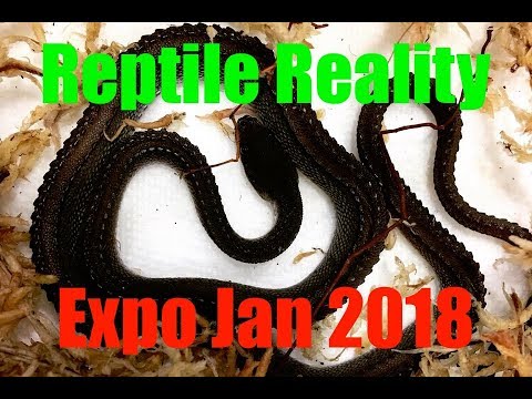 YouTube reptile video