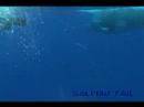 ???????????rurutu Is? humpback whale?No?11