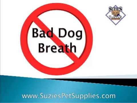 how to eliminate bad dog breath