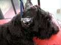 Parado de Orejas Schnauzer Miniatura XI