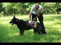 Police K9 training in Savannah GA
