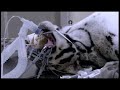 Amur Leopard - BBC Planet Earth *The Future * : Cloning ?