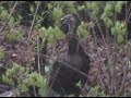 Wild Turkey! Wild Turkey!