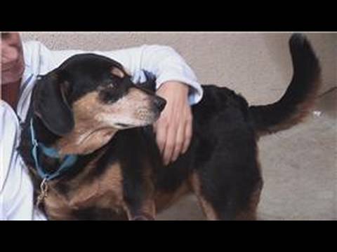 how to care pet dogs