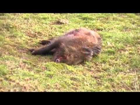 sanglier