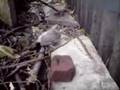 beat up pigeon at PENNINE