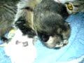 Hexe und ihre Babys