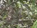 Vervet Monkeys, Phinda, S.A.