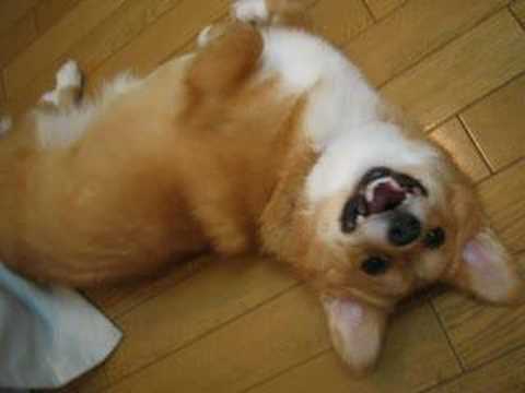 Corgi,Puppy,Welsh