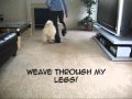 Atka's Tricks 2009