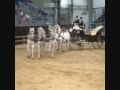 EQUUS CATALONIA 2009 - XXI Edició