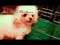 Missy & Keeper's Apricot and Cream female / Phanny & Hottie's Red female [SOLD]