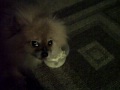 The Psychotic Pomeranian (Part 3)
