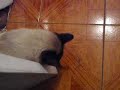 Slap of my cat