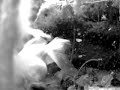 Goldfish Pond- Underwater Video of Gold Fish