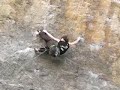 Thomas Anquetil 14 ans first ascent \"PARSIBUKI\" 8a+/8b