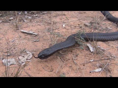 YouTube reptile video
