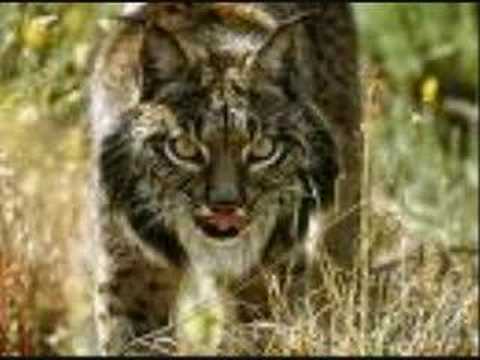 ����� Kiko Veneno - El Lince Ram