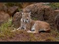 Lince Ram�n