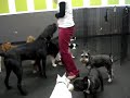 Raki Dancing
