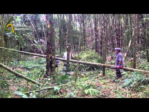how to harvest bamboo