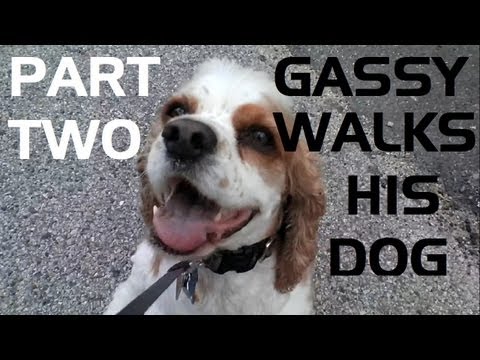 how to relieve gas in dogs