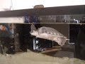 piglet eating pellets