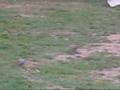 Spotted Turtle Doves
