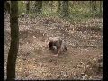 Evilseed-dirt-avec-u