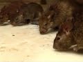 KARNI MATA: holy indian rat temple