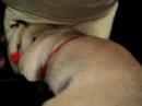 When pugs attack