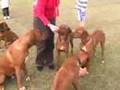 Rhodesian Ridgeback Party