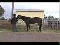 Equine Body Language Study, Training Horse to Pick Up Feet