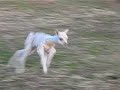 BabyAlpacaRunning1