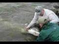 巨大チョウザメ釣り 動画