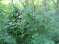 AIRSOFT CAPTURE THE FLAG