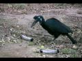 Abyssinian Ground Hornbill Enrichment - Sacramento Zoo