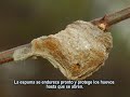 Mantis religiosa es un fascinante insecto para estudiar en el laboratorio, aquí algunos consejos para facilitar su eclosión y mantenimiento. Junto a varios d...