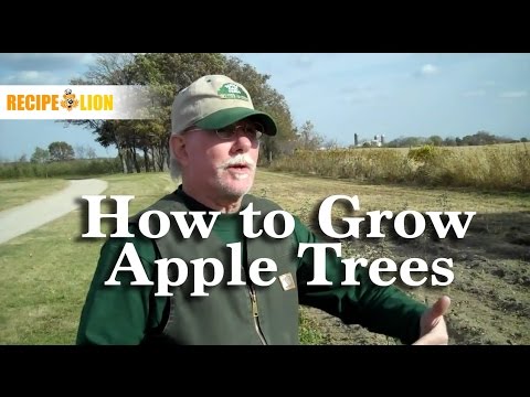 how to fertilize an apple tree