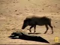 Warthogs flirt with danger Warthogs flirt with danger