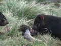 Tasmanian devil Feeding Behaviour Tasmanian devil Feeding Behaviour