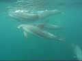Dolphins in Mikura-Is.?2008/06 - 2