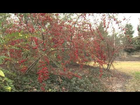 how to grow pyracantha from berries